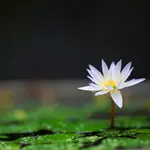 A single white, water lily poking through rain dappled lily pads.