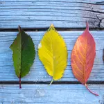 Three leaves in various stages of life. From left to right; a green leaf, a yellow leaf, and an orange leaf. They are on a background of blue-grey weathered wood.
