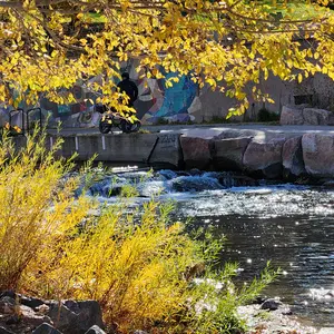 An image I captured of the autumn foliage by in Confluence Park. In the foreground a branch filled with sunlit golden leaves and the sunlit golden foliage lining the creek. In the background the water of the Cherry Creek sparkle in the sun.