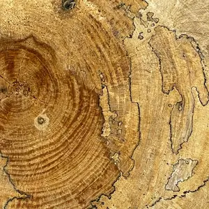 A cross section of a tree showing concentric rings, remnants of healed damage, and new growth.
