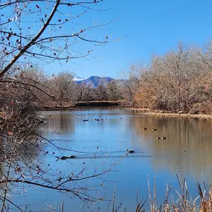 A view of small lake. In the foreground are branches of a nearly bare tree. Dried leaves and vegetation line the nearside shoreline. In the water are a few pairs of Canadian geese. Trees line the left and right shores and are reflected in the calm water. The sky is clear and bright blue. In the far background you can see the foothills of the Rocky Mountains. Two peaks are visible; one is a shade of purple, the other is topped in white snow.