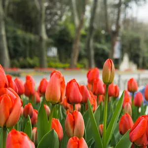Red tulips in the foreground and trees in the background.