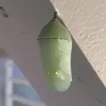 A close-up photograph of a pale green butterfly pupa hanging underneath a building structure.
