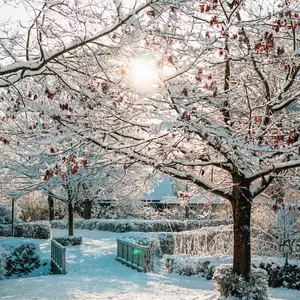 A photograph of the bright sun shining through snowy covered trees and a snowy park scene. 