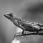 A black and white photograph of a lizard standing on the edge of a sidewalk. The lizard is looking at the viewer knowingly.