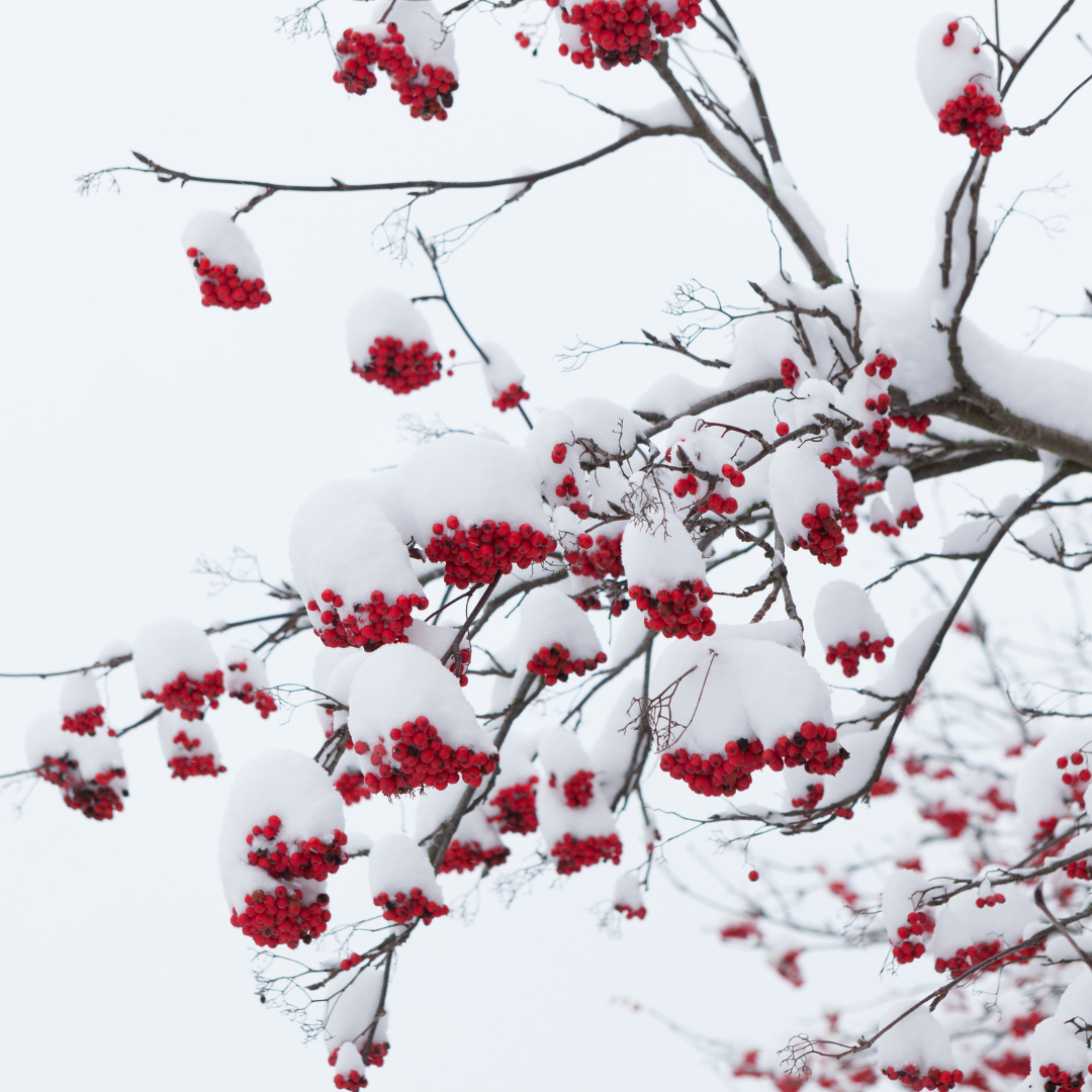 Snow on branches and red berries