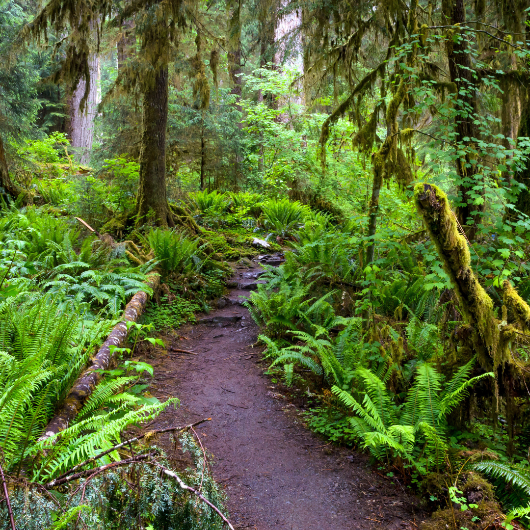 A dirt path through a lush tropical forest.