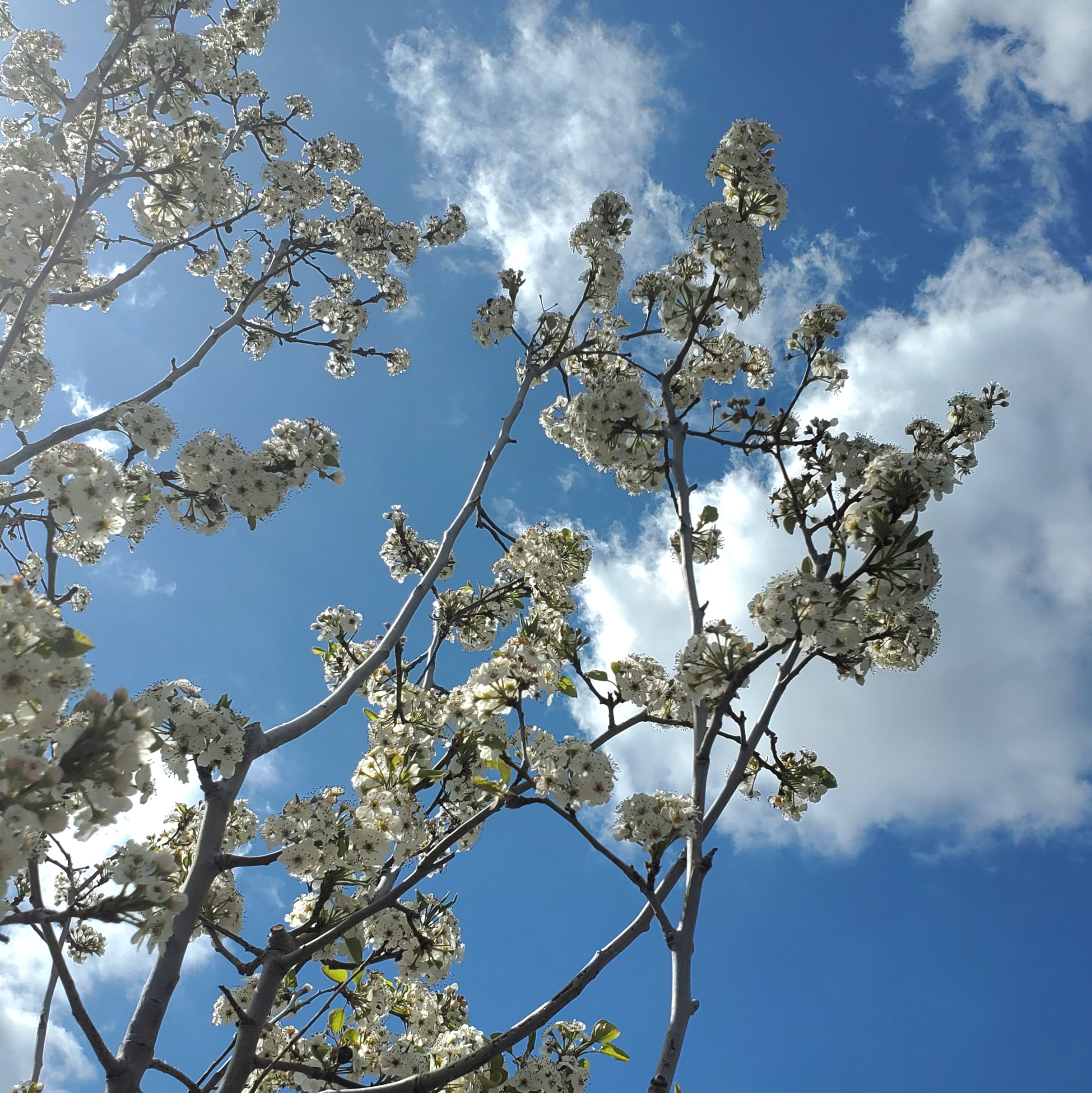 A tree with white blooms and a blue sky background with white clouds.