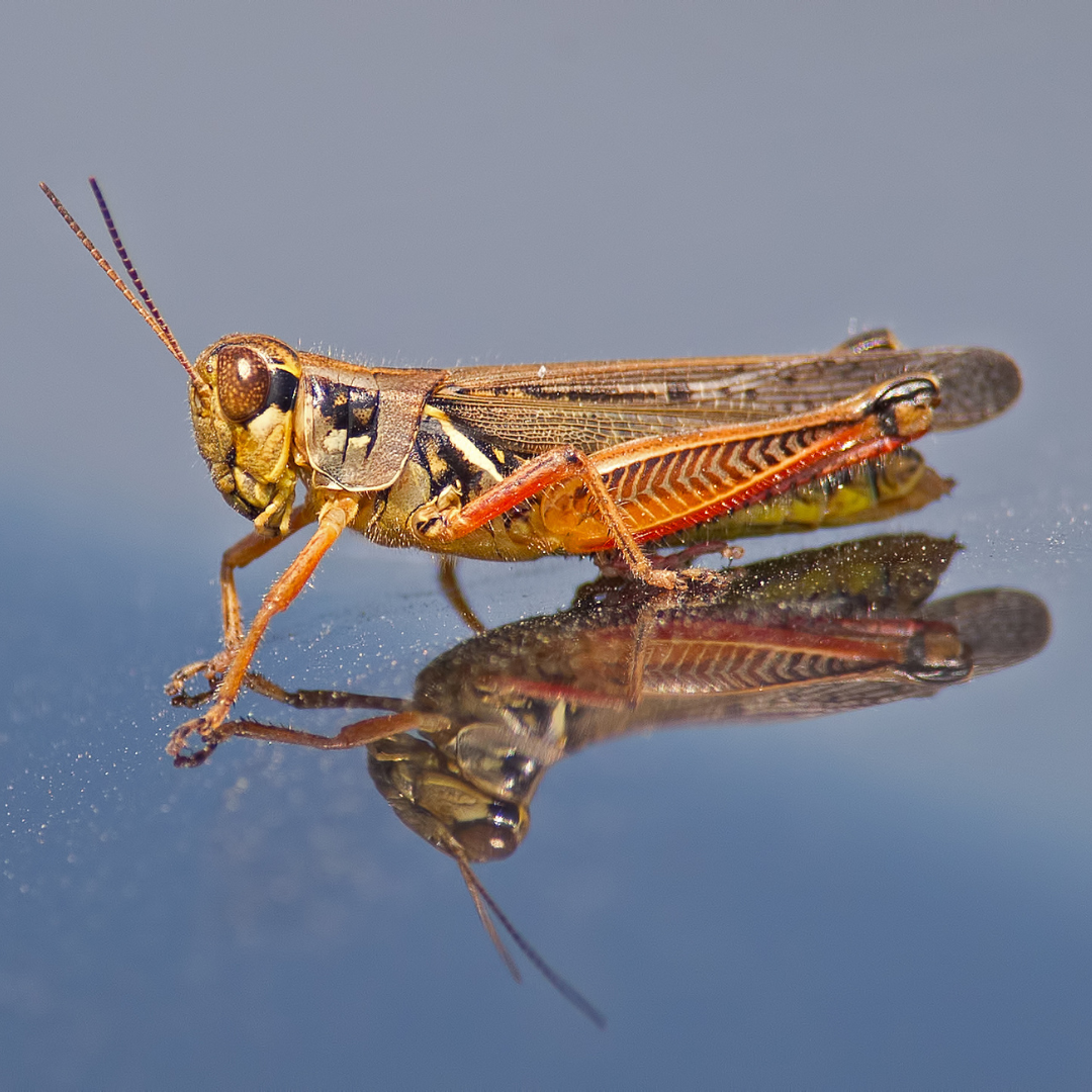 A grasshopper in a shallow reflective pool.