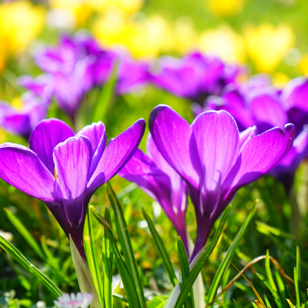 purple crocus flowers blooming in green grass.