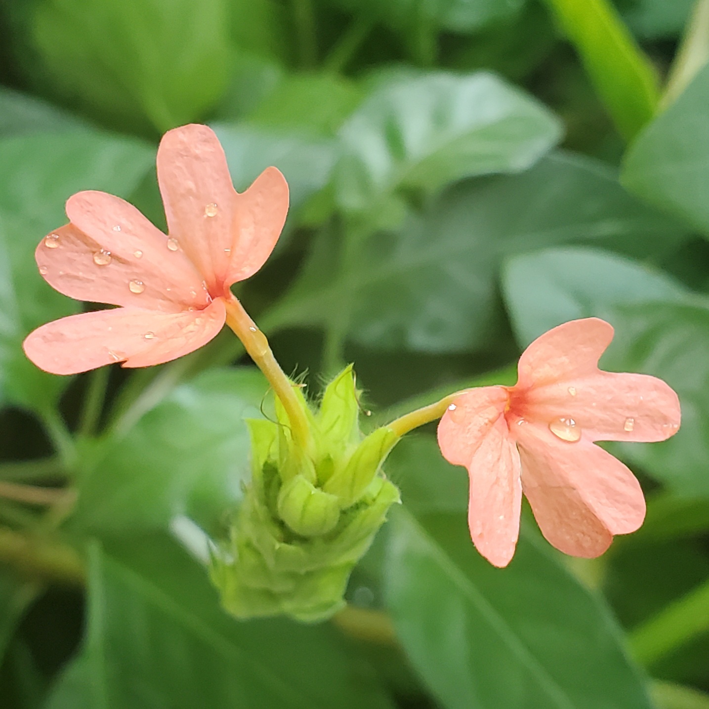 Two pink flowers dotted with dew on a leafy green background.