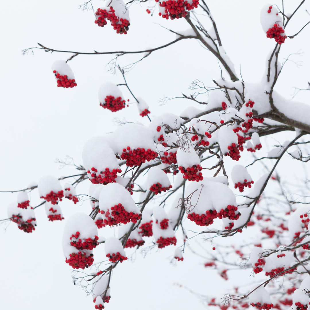 Snow on branches and red berries Snow on branches and red berries