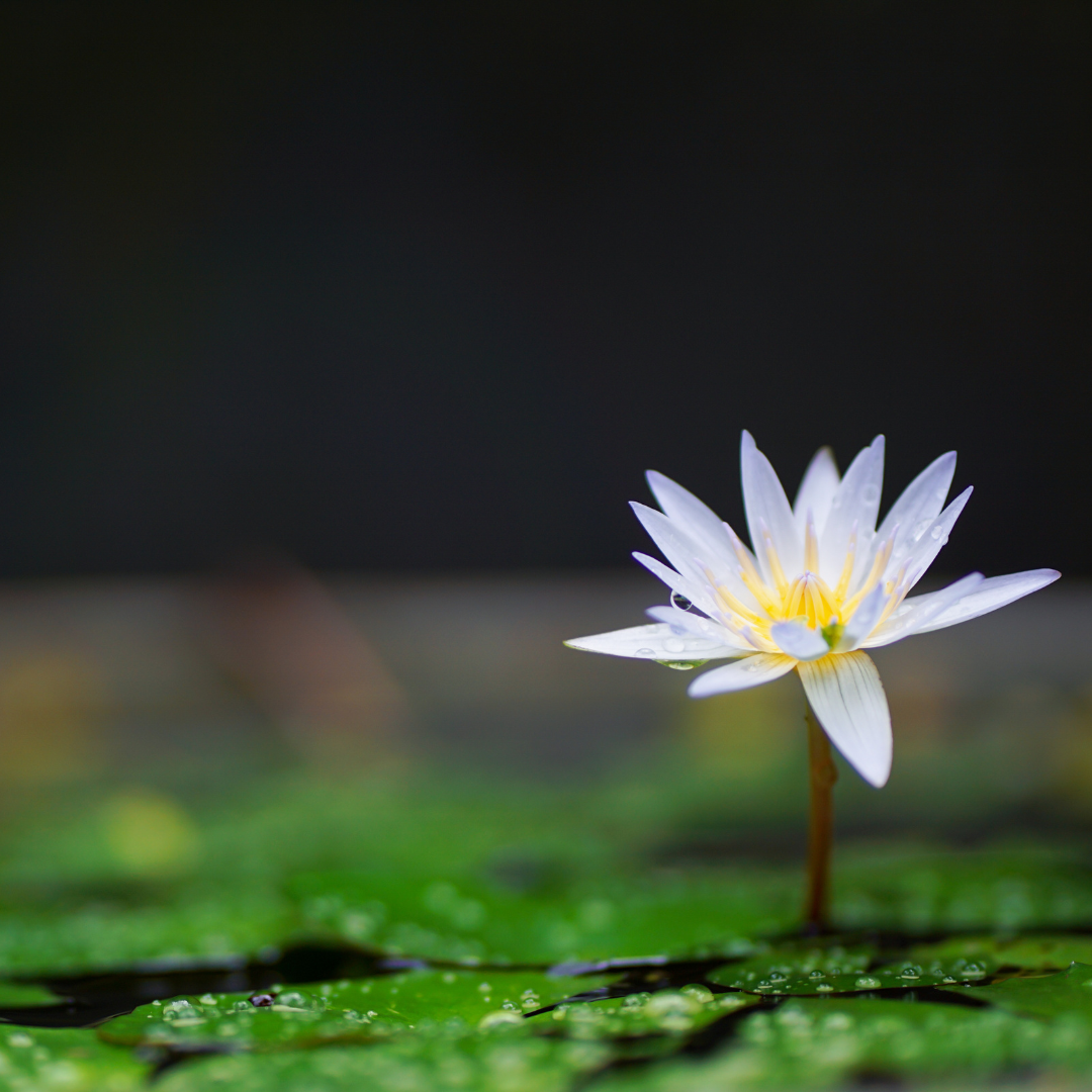 A single white, water lily poking through rain dappled lily pads. The background is dark emphasizing the lily's Divine light.