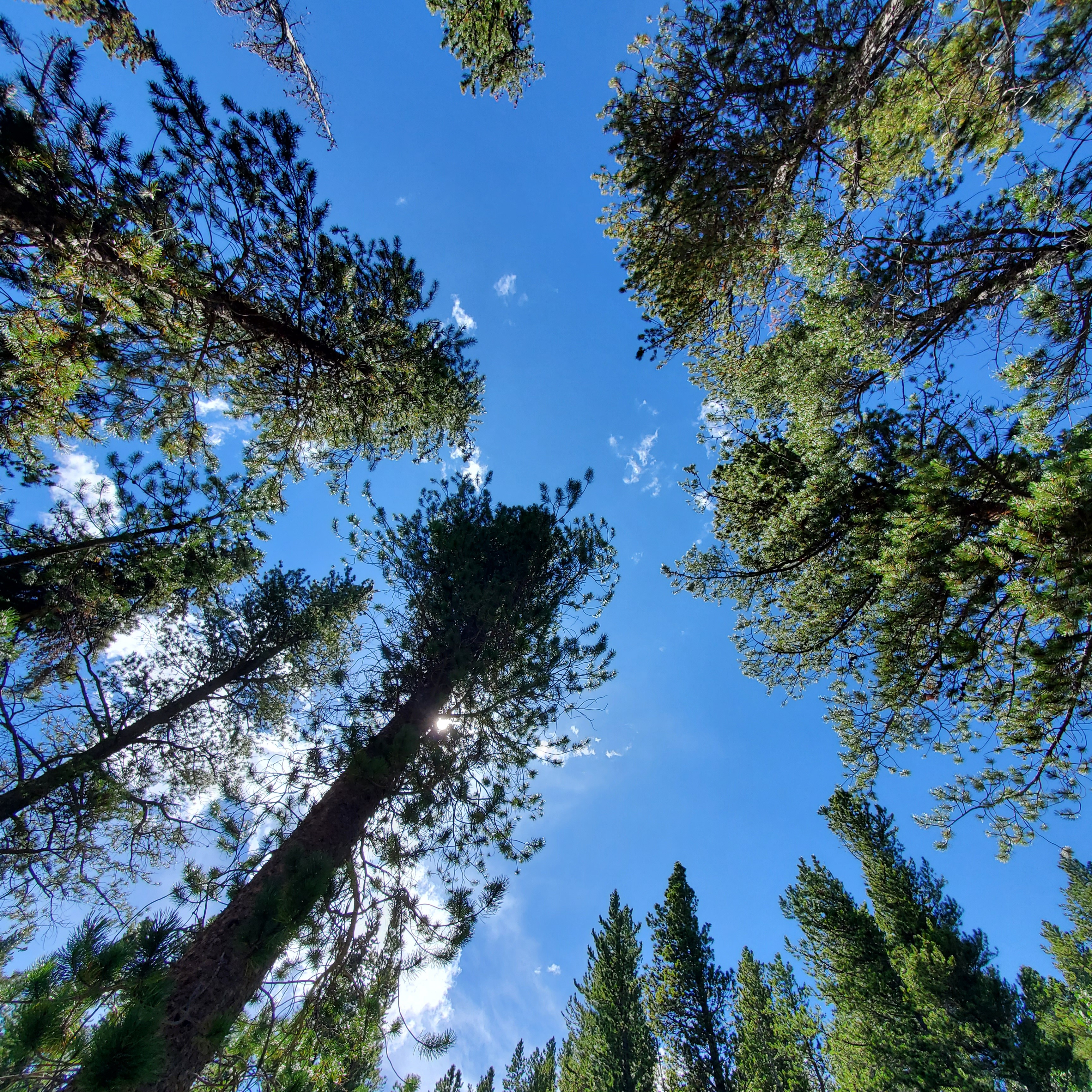 Looking up through pine trees to blue sky.