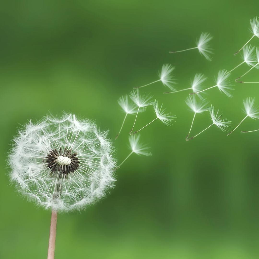 A dandelion fluff and it's fluffy seeds drifting in the breeze. A dandelion fluff and it's fluffy seeds drifting in the breeze.