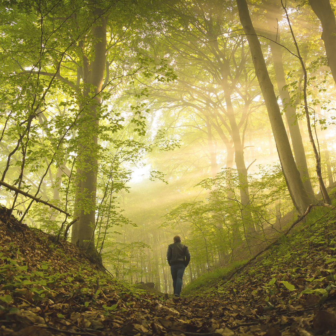 A silhouette of a person walking through a foggy and forested path.