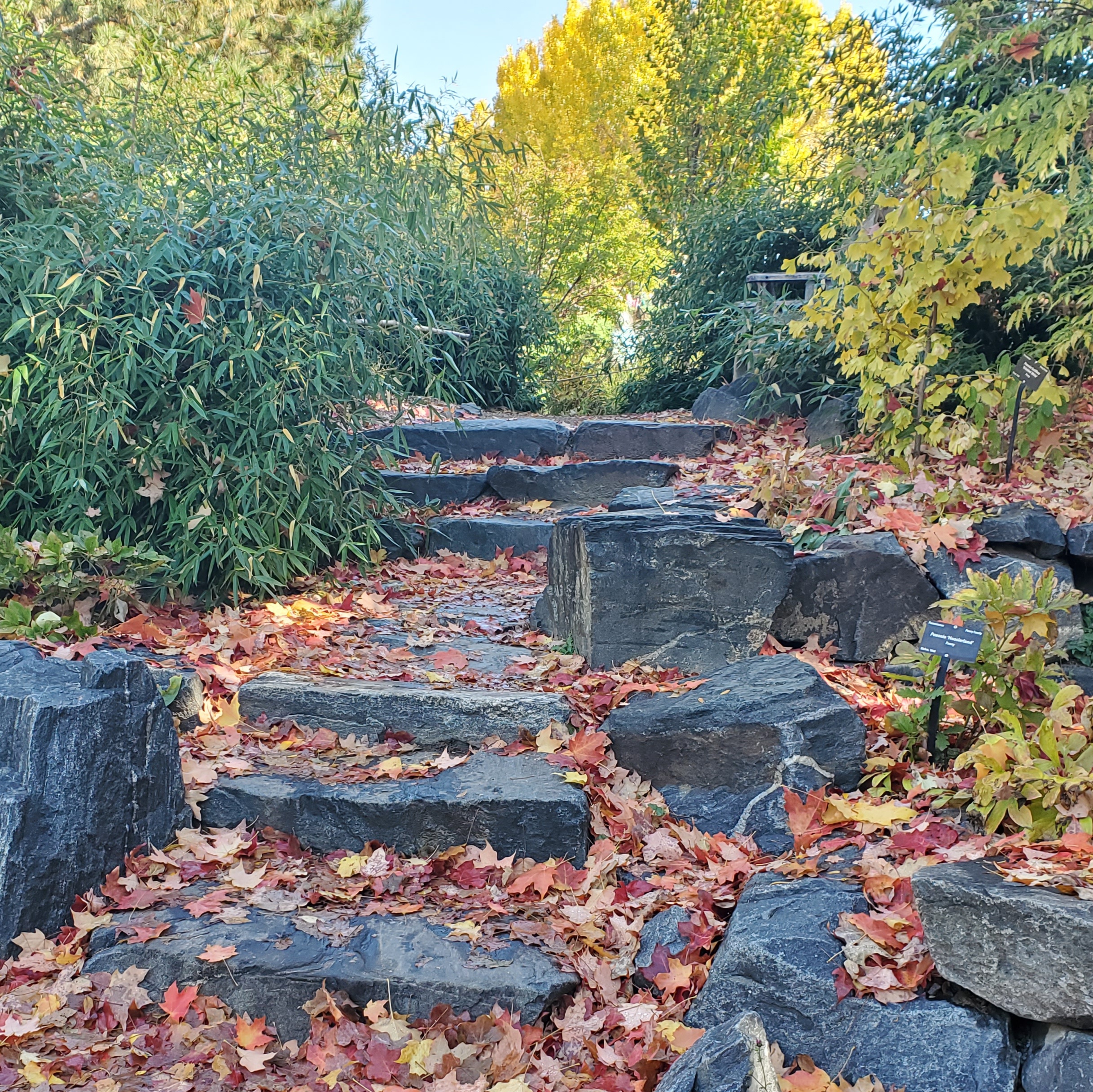 Autumn trees and stone steps covered in colorful fallen leaves. Autumn trees and stone steps covered in colorful fallen leaves.