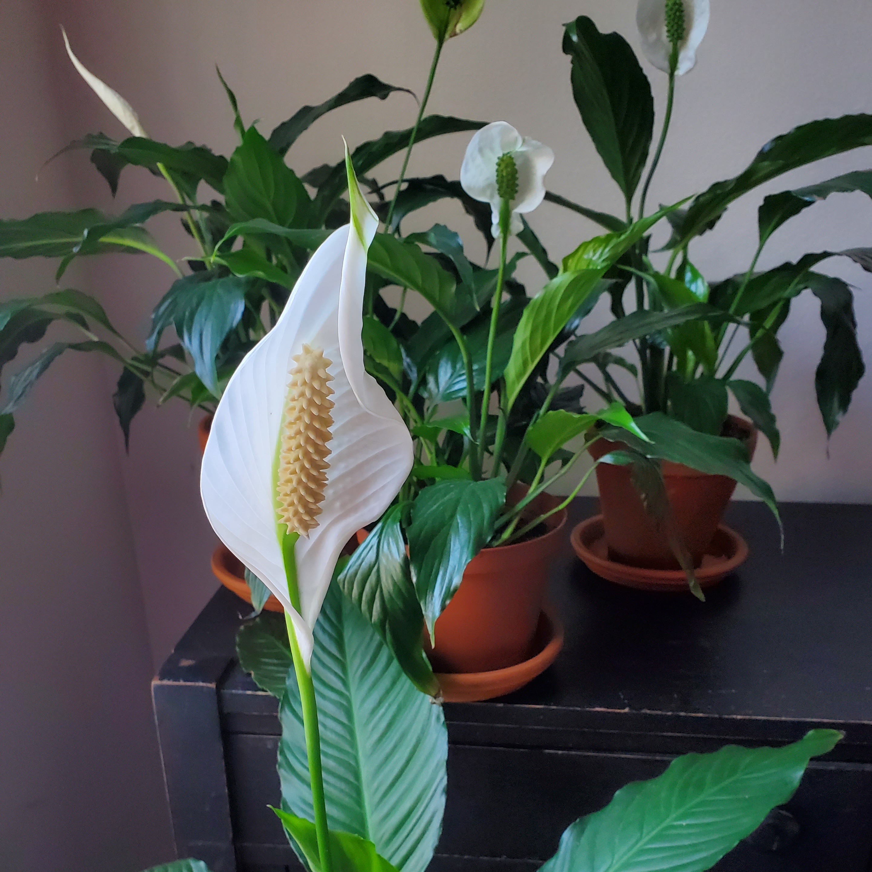 Dark green leaves surround the large white bloom of the peace lily.