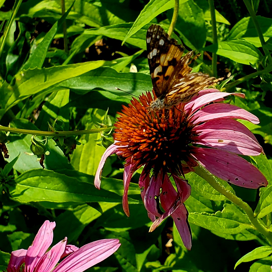 A butterfly perched on a bright pink calendula flower. A butterfly perched on a bright pink calendula flower.