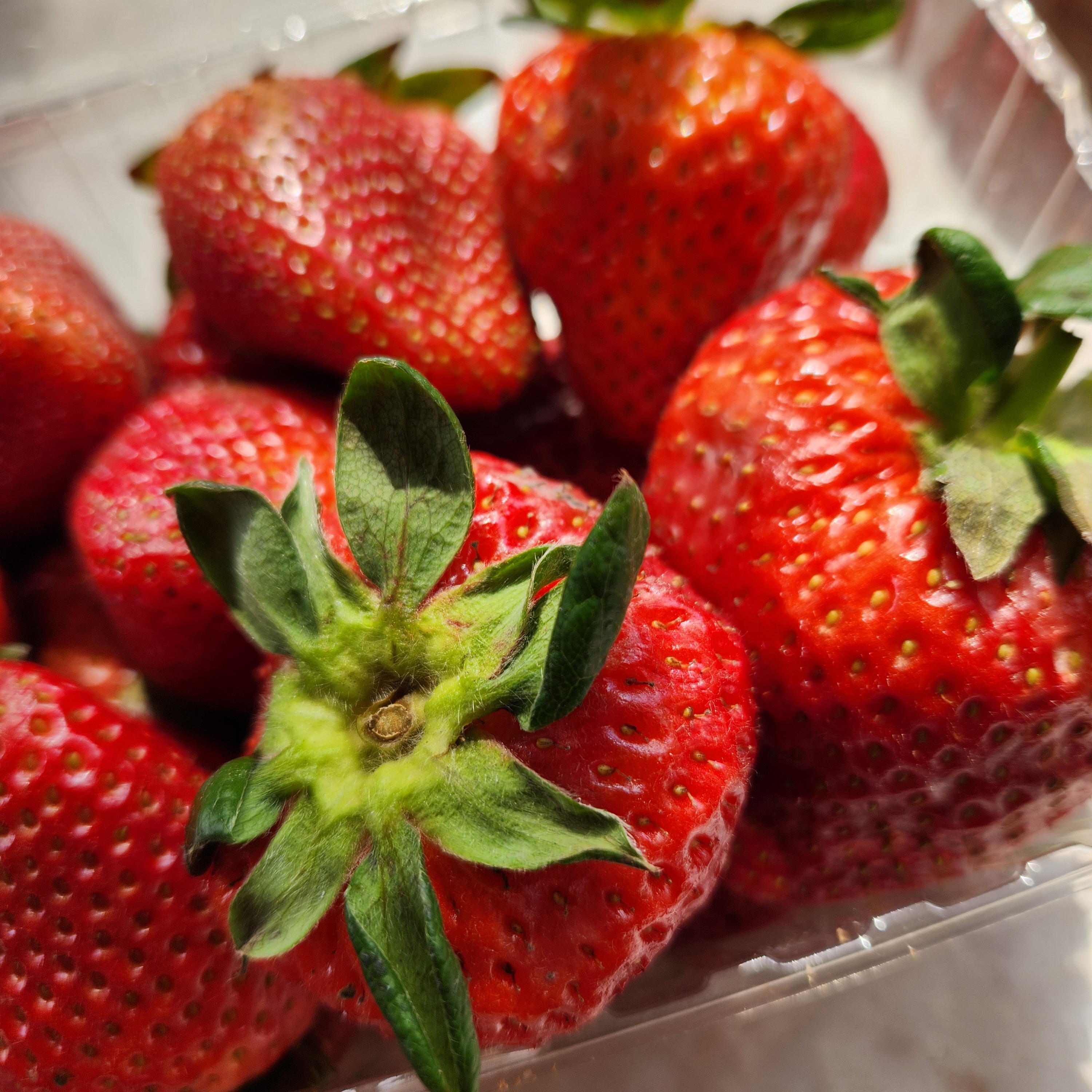 A close-up photograph of fresh strawberries in the container they came in from the food pantry.