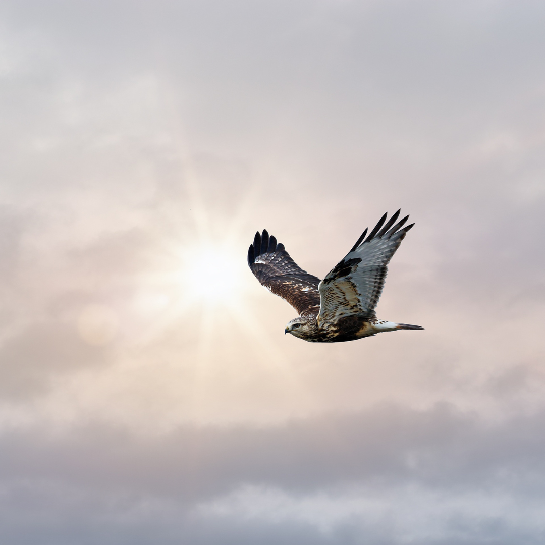 A photographic image of a hawk flying through a hazy sky with the sunlight illuminating from behind. A photographic image of a hawk flying through a hazy sky with the sunlight illuminating from behind.