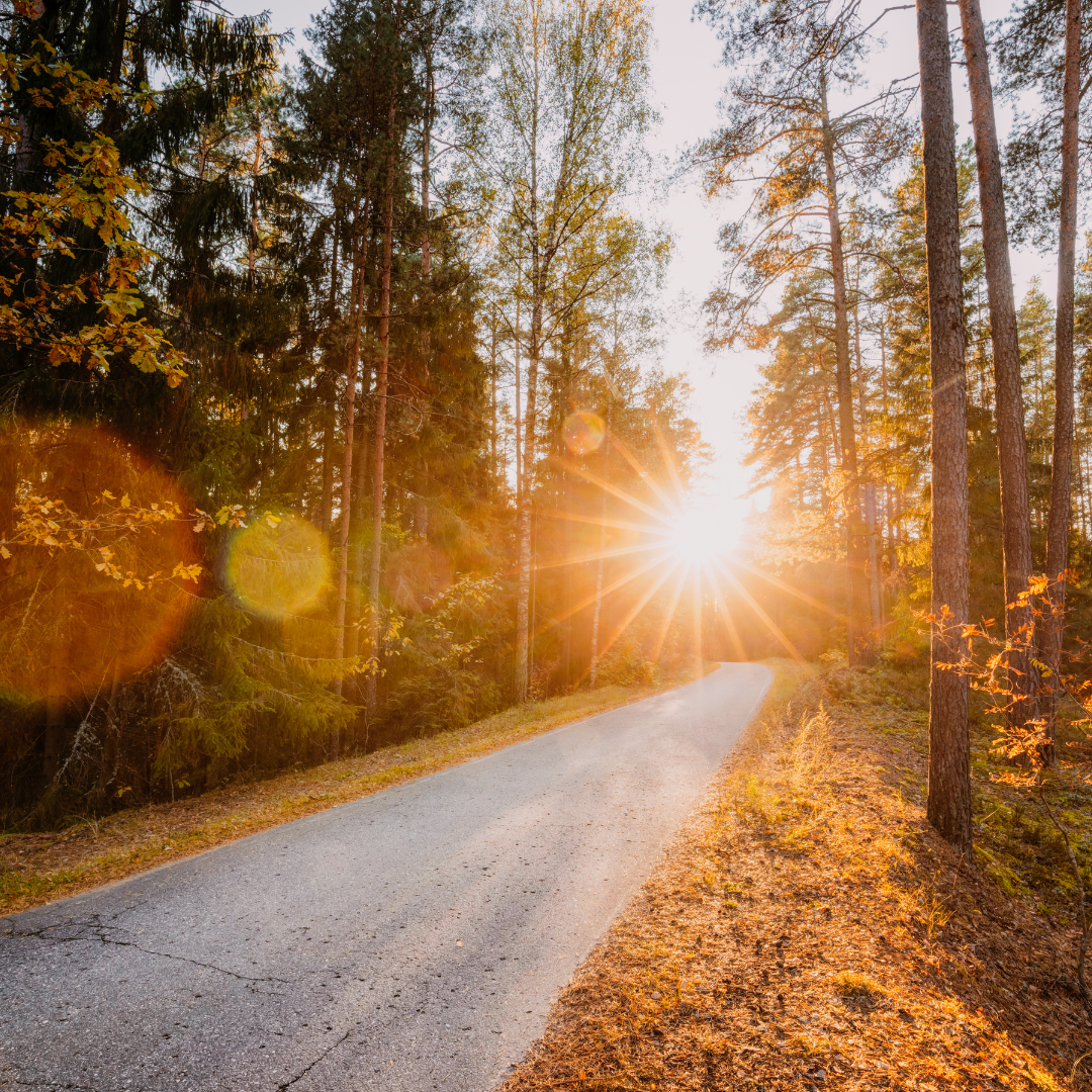 Golden sunlight streaming through trees and onto a paved pathway.