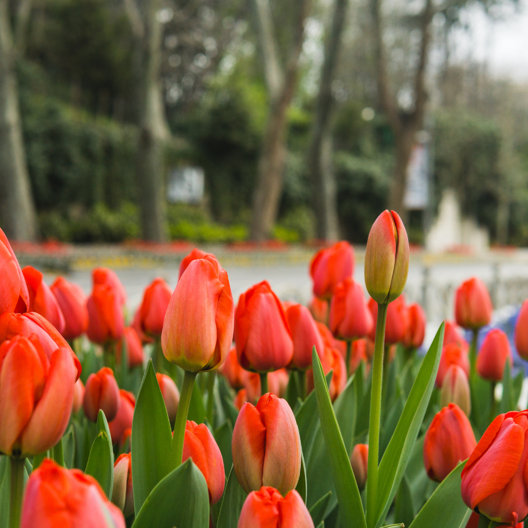 Red tulips in the foreground and trees in the background.