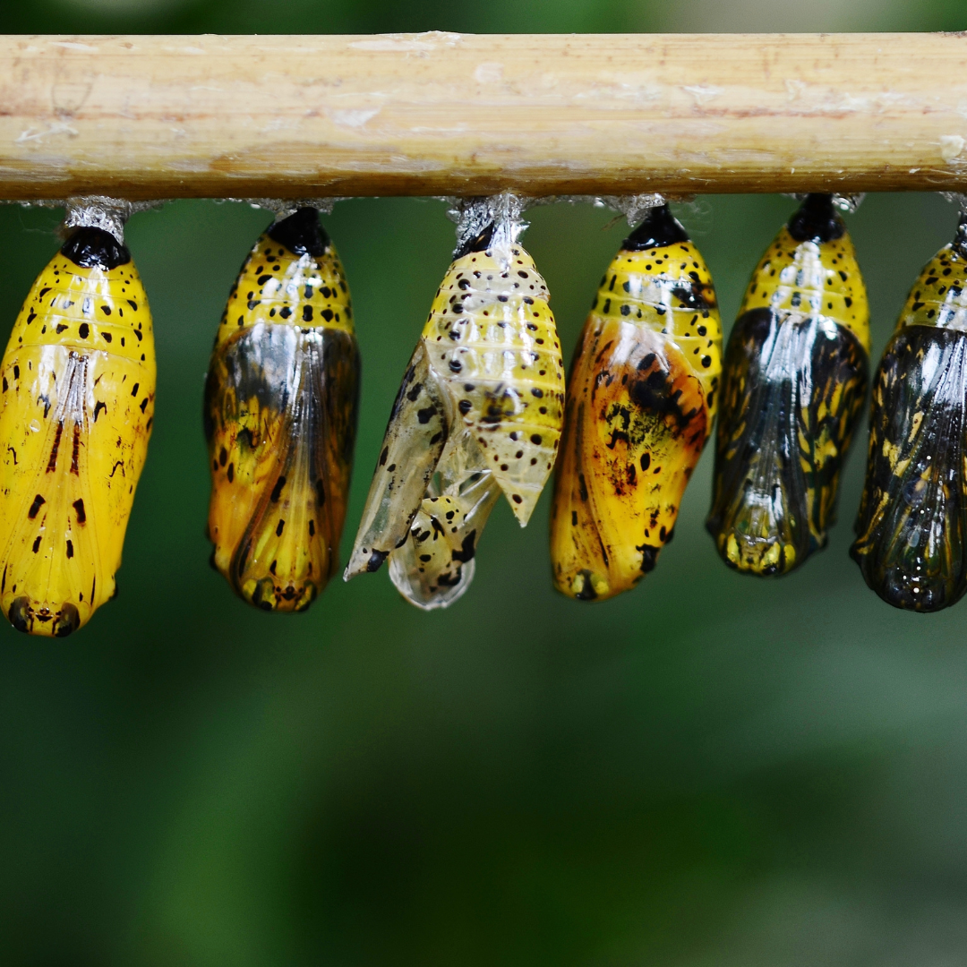 A photographic image of a row of chrysalis hanging from a branch. A photographic image of a row of chrysalis hanging from a branch.