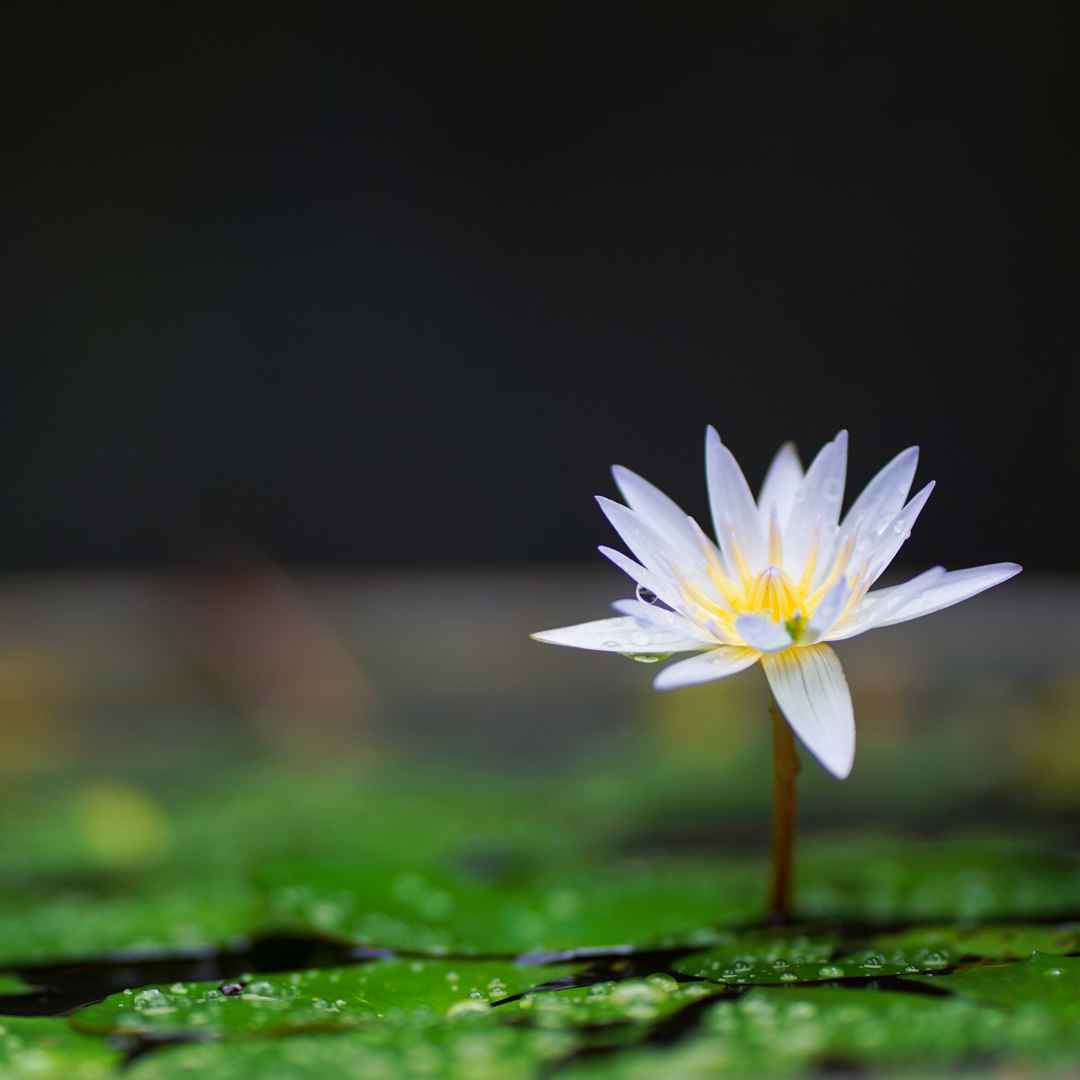Photo of a water lily amongst the lily pads.