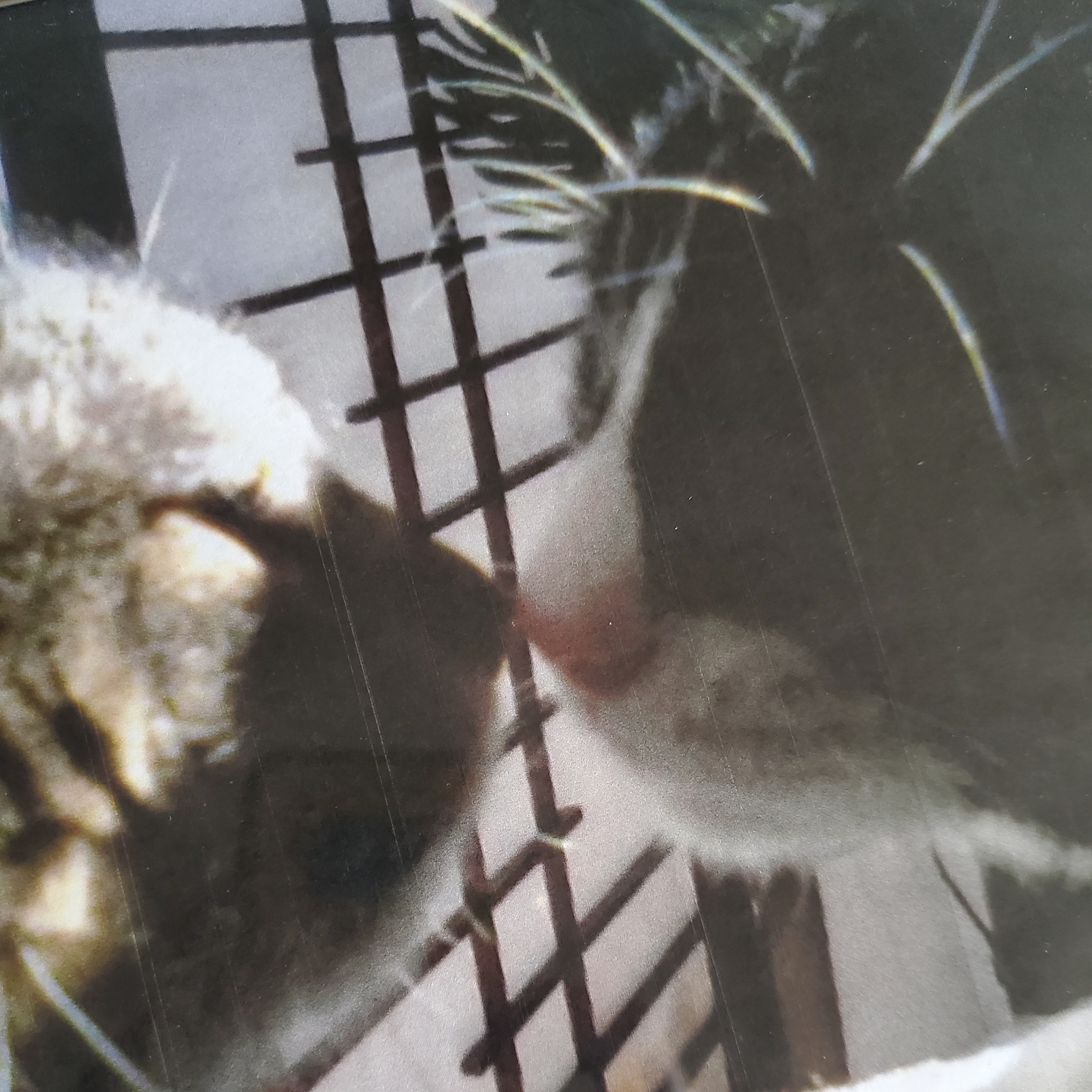 Two cats touching noses.