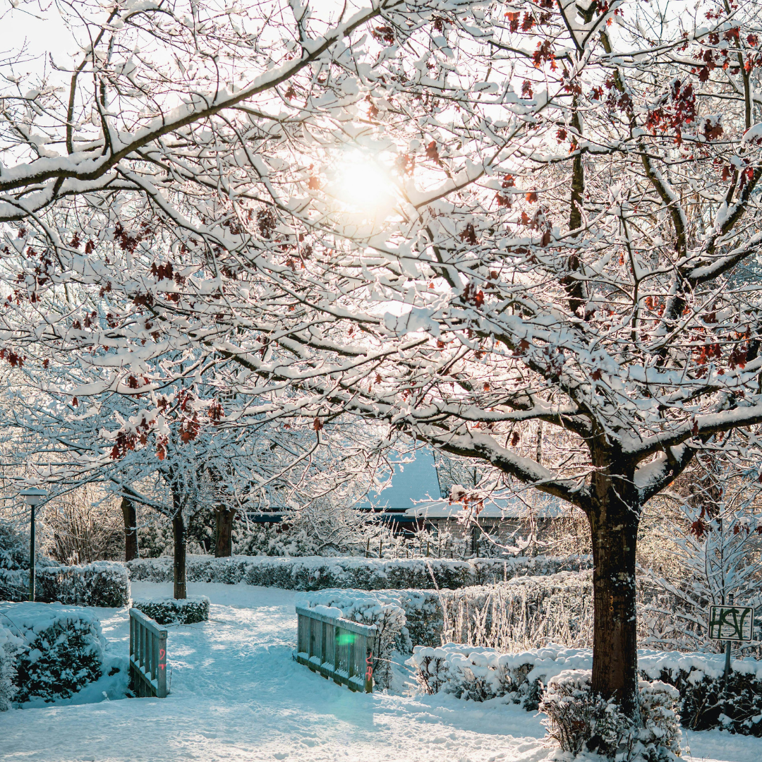 A photograph of the bright sun shining through snowy covered trees and a snowy park scene. 