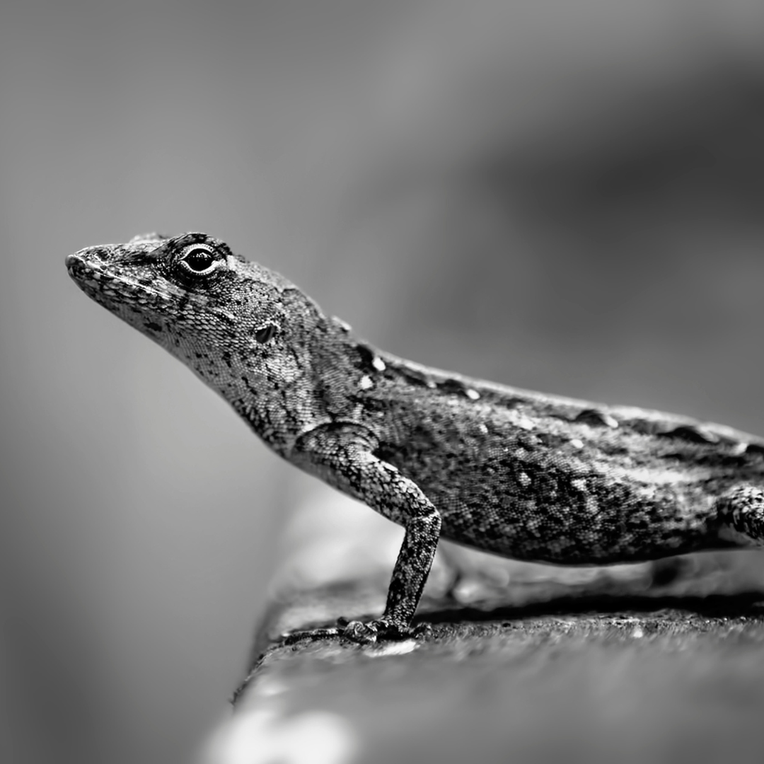 A black and white photograph of a lizard standing on the edge of a sidewalk. The lizard is looking at the viewer knowingly.