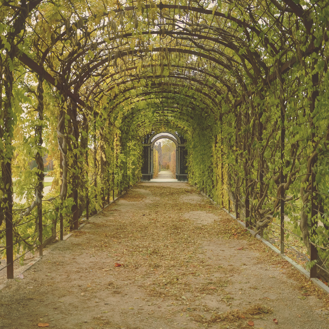 A gravel path through a vine covered structure. An open gate at the far end shows the path continues on and on. A gravel path through a vine covered structure. An open gate at the far end shows the path continues on and on.