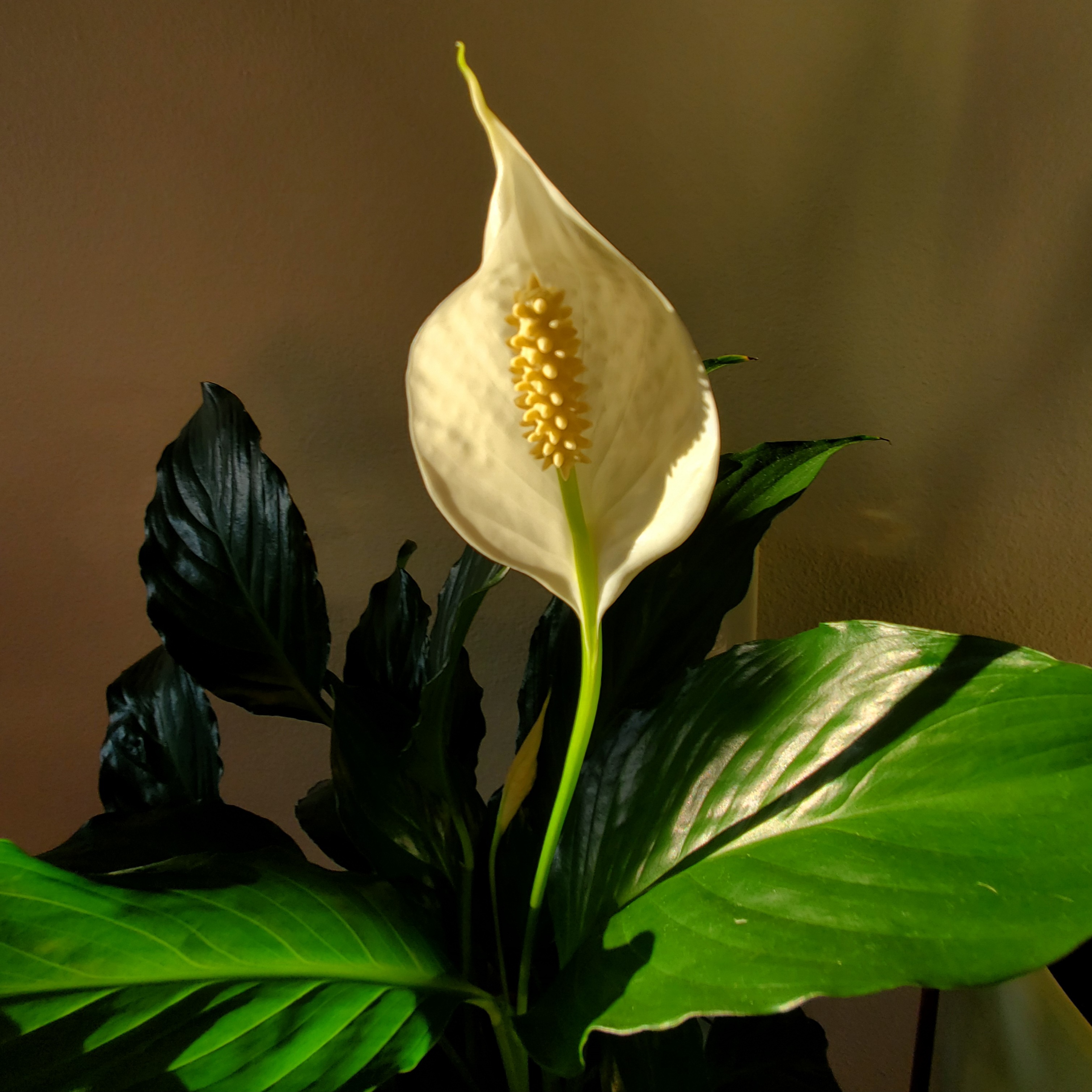 A photographic image of white peace lily blooms. A photographic image of white peace lily blooms.