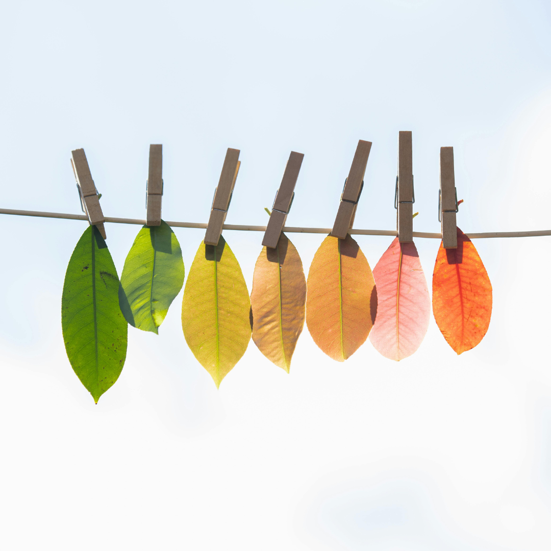 A series of leaves hung by clothespin on a clothesline. Each leaf represents a different color and a different season ranging from spring green to flame orange. The background is a pale blue sky.