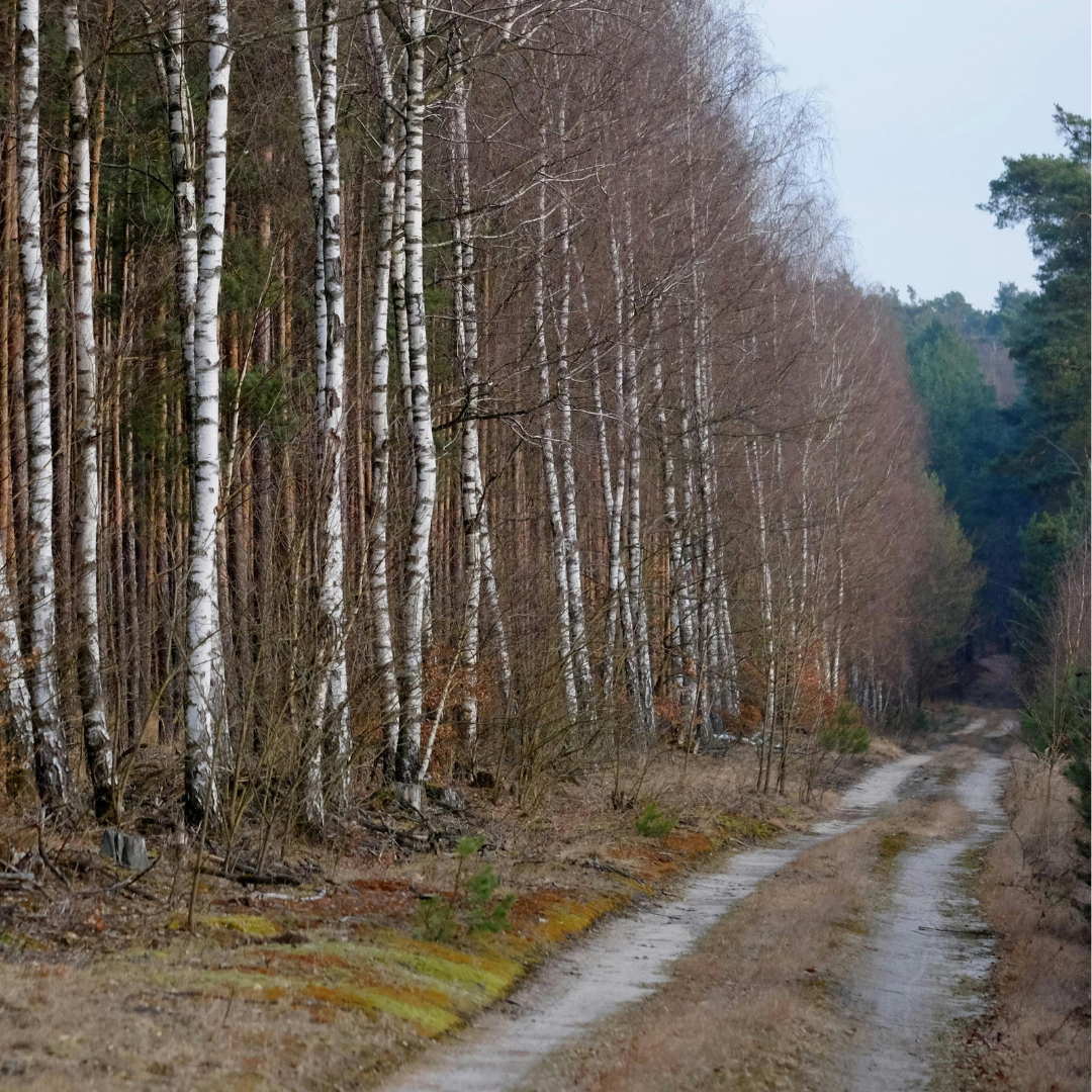 A two-track dirt road with a thick stand of aspen trees to the left. The trees are still bare of leaves. Spring has not yet sprung.