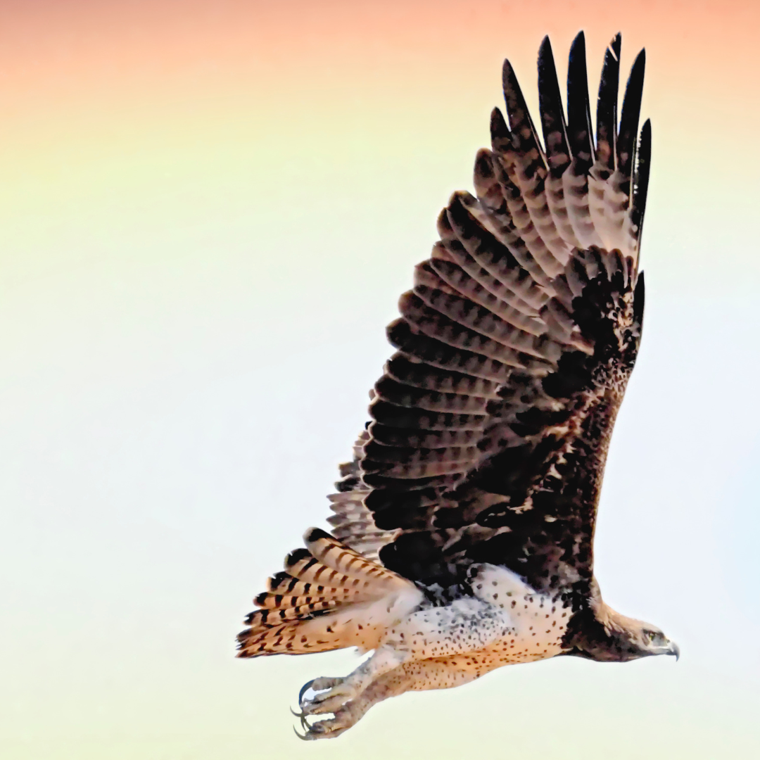 An image of a red-tailed hawk in flight.