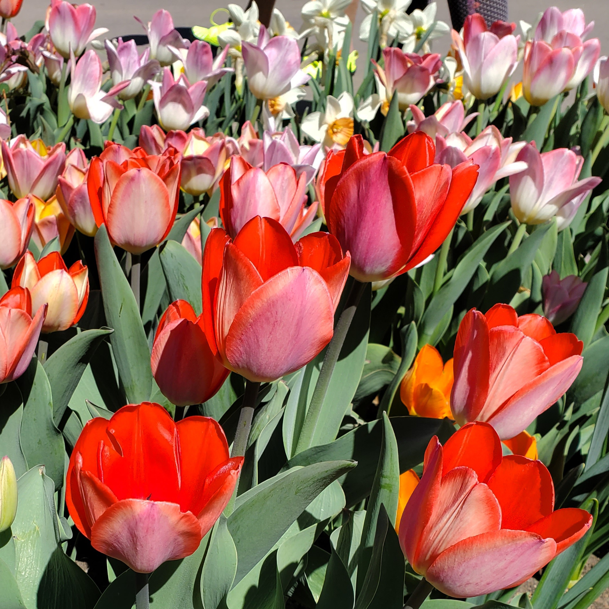 A photographic image of red and pink tulips shining in the sun. A photographic image of red and pink tulips shining in the sun.