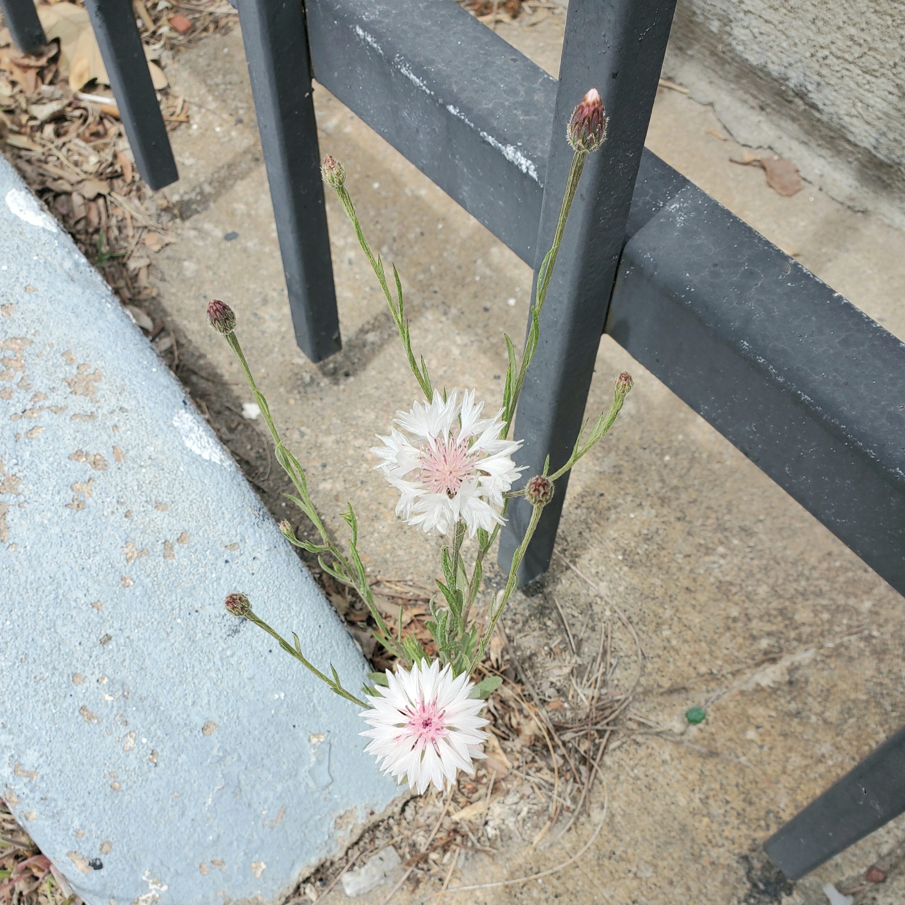 A little flower growing through the cracks in the sidewalk.